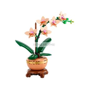 Mini orchidea