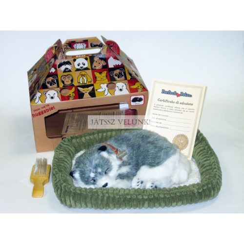 Perfect Petzz Alaskai Husky lélegző kiskutya örökbefogadáshoz