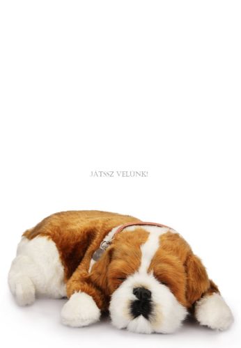 Perfect Petzz Bulldog lélegző kiskutya örökbefogadáshoz