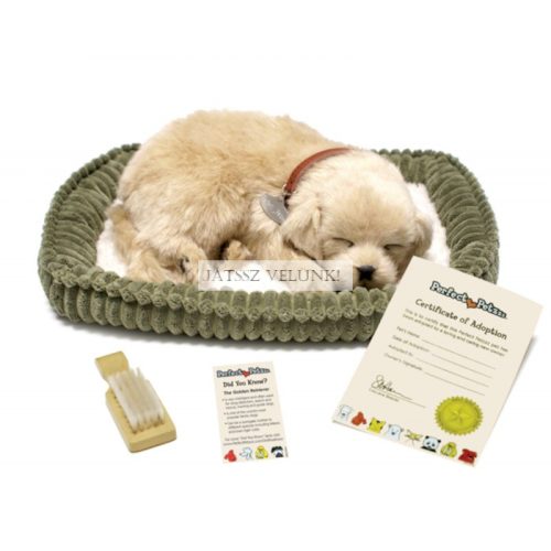 Perfect Petzz Golden Retriever lélegző kiskutya örökbefogadáshoz