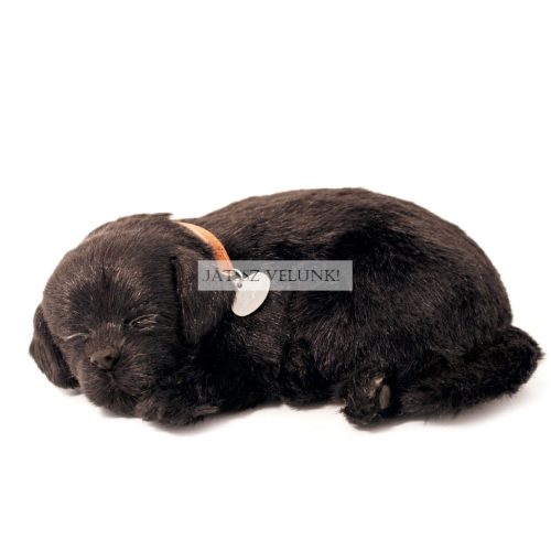 Perfect Petzz Fekete Labrador lélegző kiskutya örökbefogadáshoz