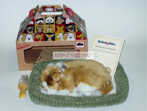 Perfect Petzz Skót Juhász lélegző kiskutya örökbefogadáshoz