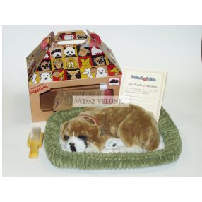 Perfect Petzz Boxer lélegző kiskutya örökbefogadáshoz