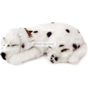 Perfect Petzz Dalmata lélegző kiskutya örökbefogadáshoz