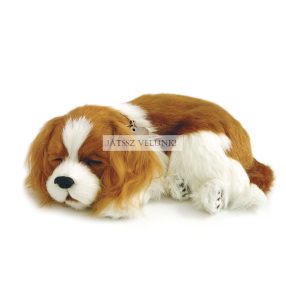   Perfect Petzz Cavalier King Charles lélegző kiskutya örökbefogadáshoz