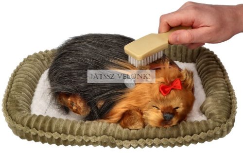 Perfect Petzz Yorkie lélegző kiskutya örökbefogadáshoz