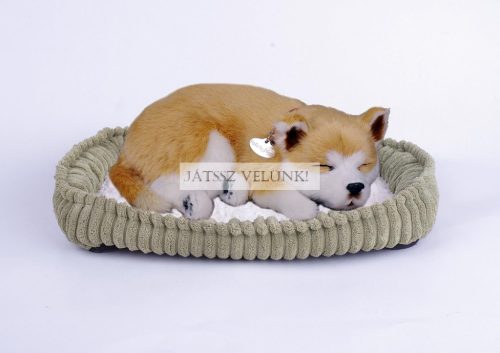 Perfect Petzz Shiba lélegző kiskutya örökbefogadáshoz