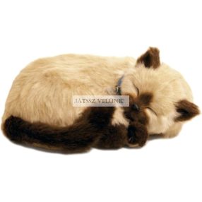 Perfect Petzz Sziámi lélegző kiscica örökbefogadáshoz