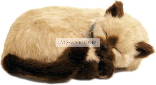 Perfect Petzz Sziámi lélegző kiscica örökbefogadáshoz