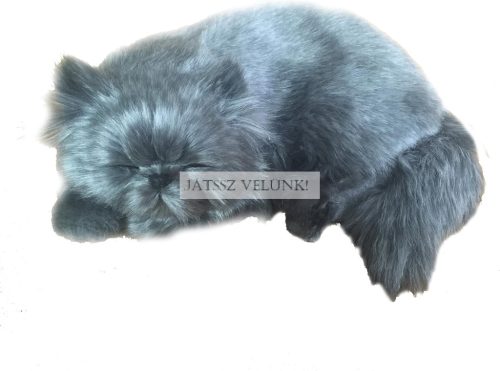 Perfect Petzz Perzsa lélegző kiscica örökbefogadáshoz